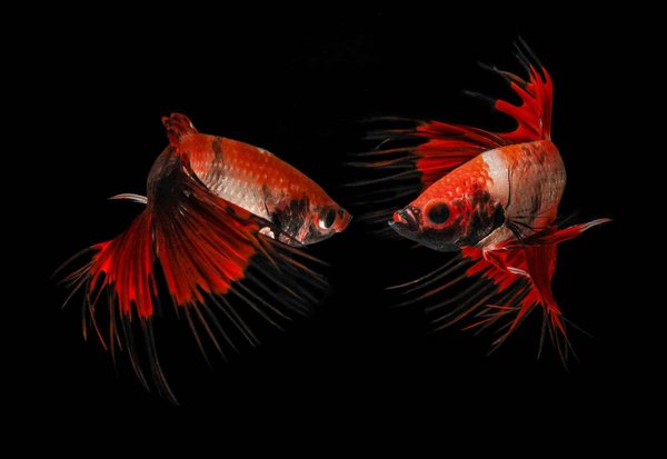 How Are Digital Twins Being Used in Advanced Manufacturing for Product Lifecycle Management?